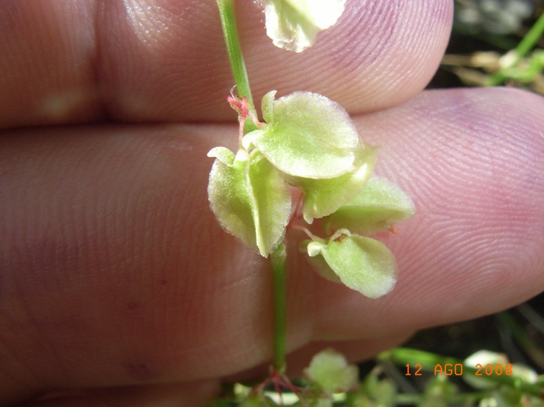 Rumex scutatus / Romice scudato